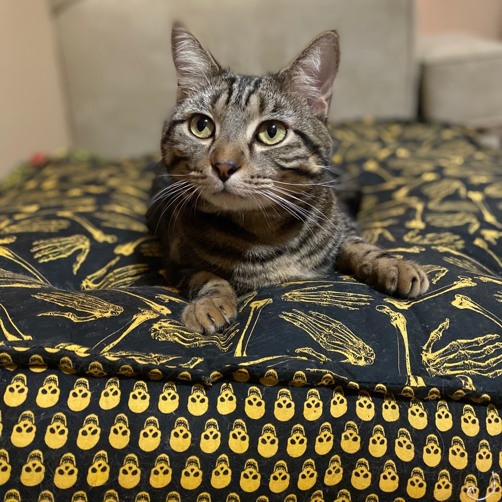 Meet your Posher, Monica